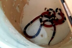 Policía Ambiental rescató serpientes y aves en localidades de Punilla