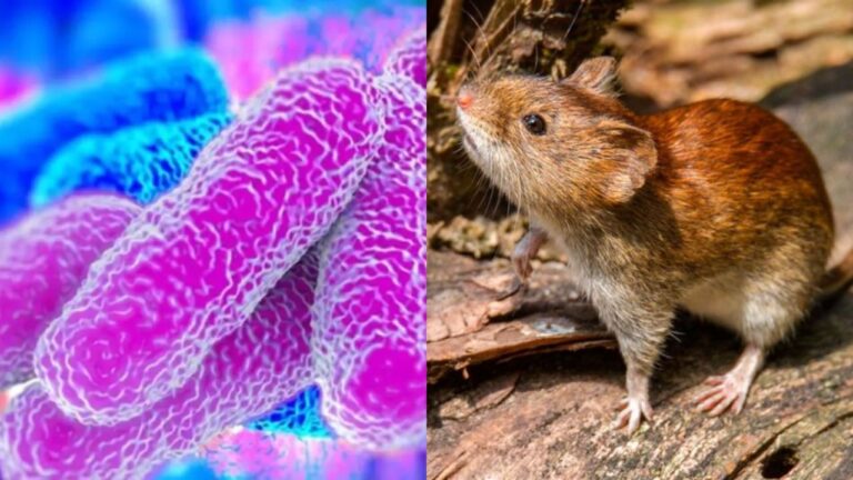 leptospirosis-1411832