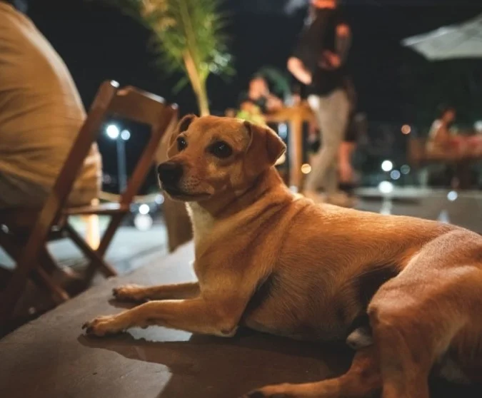 Villa Carlos Paz apuesta fuerte al turismo con mascotas y lanza el primer sello hotelero pet friendly