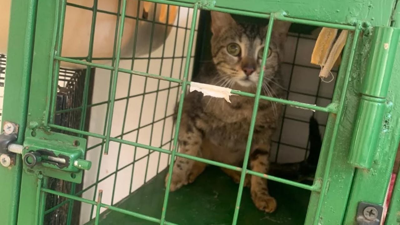 La Falda en alerta: castraciones al mínimo y crece la preocupación animal